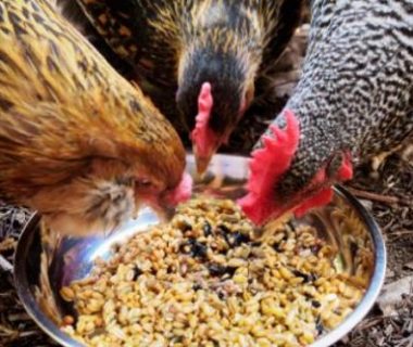 bisnis pakan ternak ayam