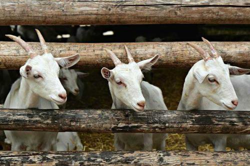 Peluang bisnis kambing perah